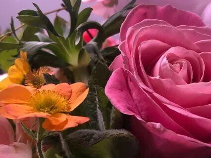 Chakra Seed Sounds Tune Up