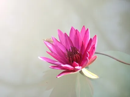 Chakra Singing Bowls