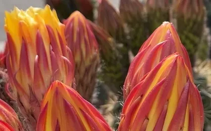 Chakra Sound Meditation