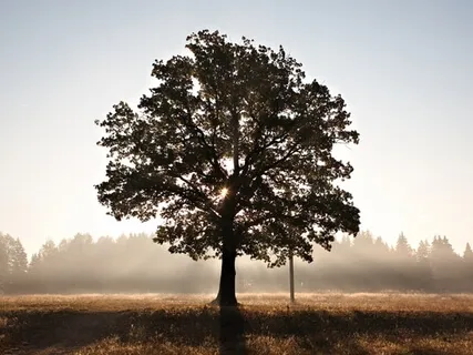 Chakra Tree Visualization 