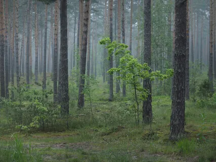 Chakra Visualisation For Balance 