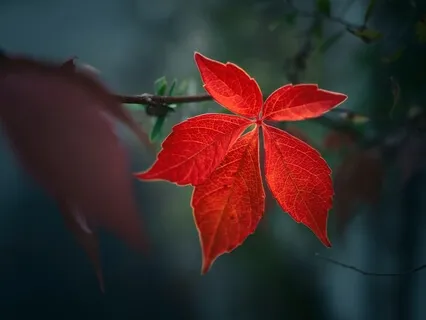 Root Chakra Activation For Emotional Healing