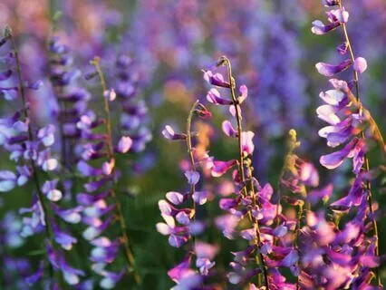 Chakras And The Elements Journey