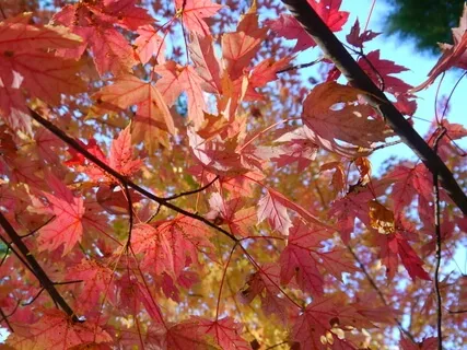 Chakras And The Elements Meditation