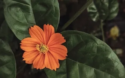 Chakras & The Magical Womb & Mother Earth 