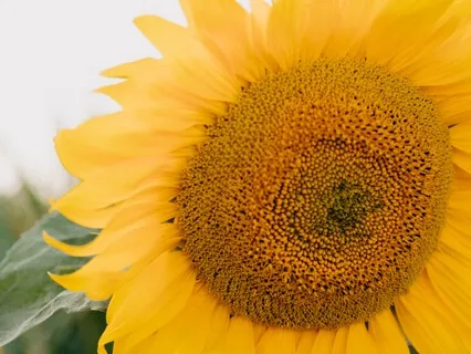 Chakras Balancing Manipura Sound Bath