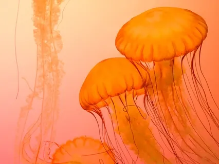 Chakras Balancing Svadisthana Sound Bath