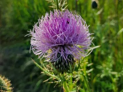 Chakras Nourishing Through The Elements