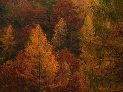 Chalet On A Lake: Autumn Harvest Sleepy Journey