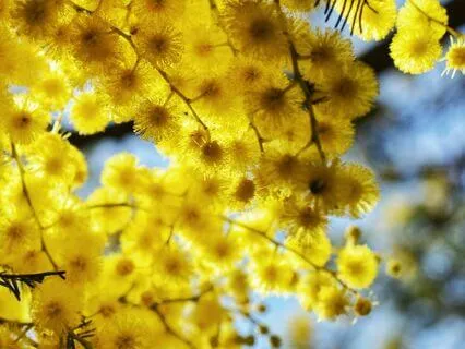 Channel Of Radiance - Clearing Words & Ambient Music