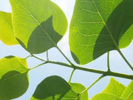 Channeled Message: Awakening The Radiance Within