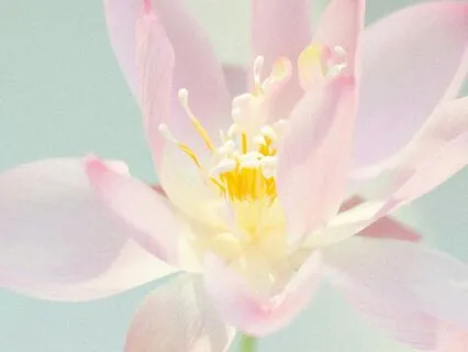 Channeled Message: Come Home To Your Body