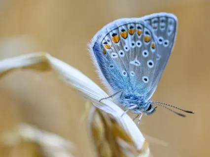 Channeled Message For The Feelers And Sensitives