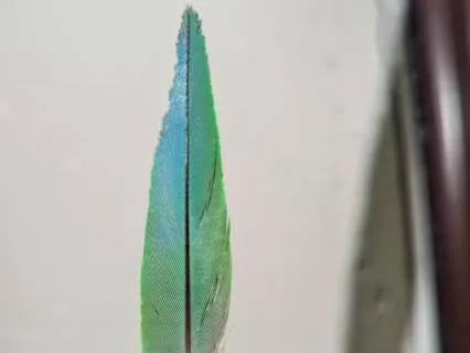 Channeled Message From A Green/Blue Feather