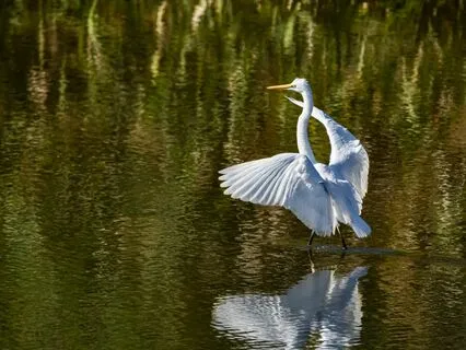 Channeled Message From The Egret