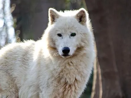 Channeled Message From The Spirit Of The Wolves