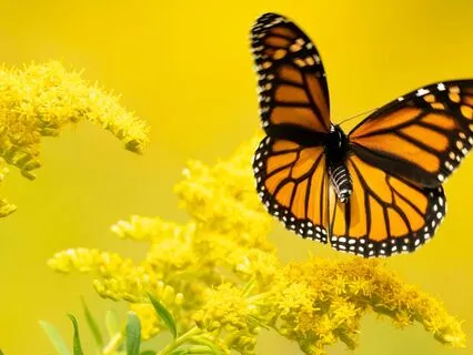 Channeled Message: Releasing Judgement