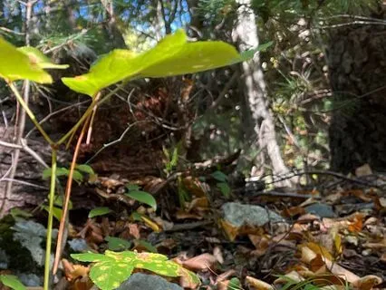 Channeled Native Wisdom: Make Your Life A Living Prayer