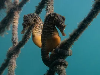 Animal Spirit Seahorse Spiritual Tranquillity