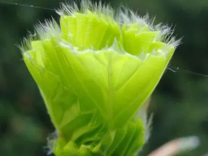 Channelled Medicine Song For Healing