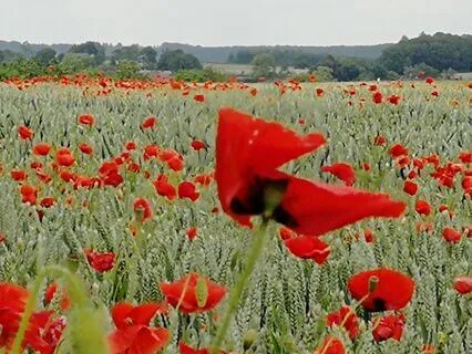 Channelled Medicine Song For Upliftment