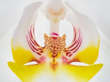 Chant Of Grace: Divine Connection Before Sleep