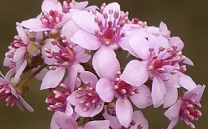 Chant Of The Soul - A Vibrational Sound Meditation. 