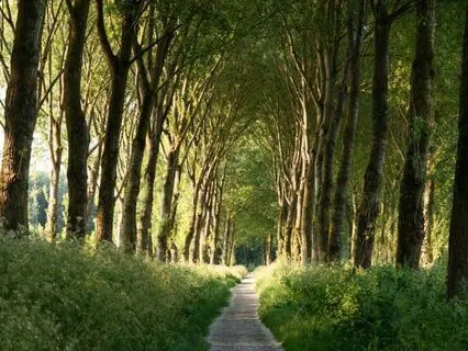 Chant To Ganesha: Remove Obstacles, Clear The Path