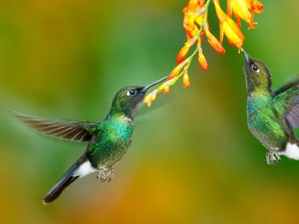 Chanting For Loving-Kindness 