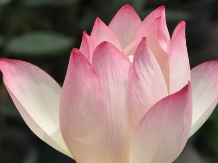 Chanting Meditation To Open Your Heart