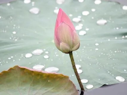 Chanting Namu Myoho Renge Kyo - 10 Minutes Medium Pace 4x/Breath