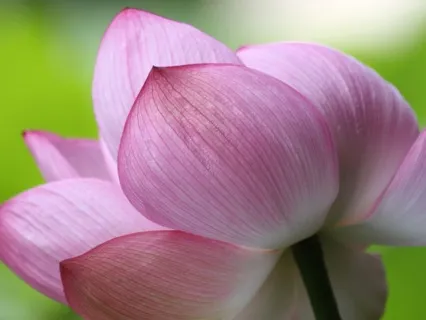 Chanting Namu Myoho Renge Kyo 30 Minute Shodaigyo