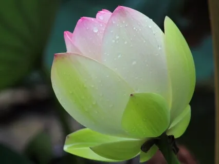 Chanting Namu Myoho Renge Kyō 3x - Long & Slow