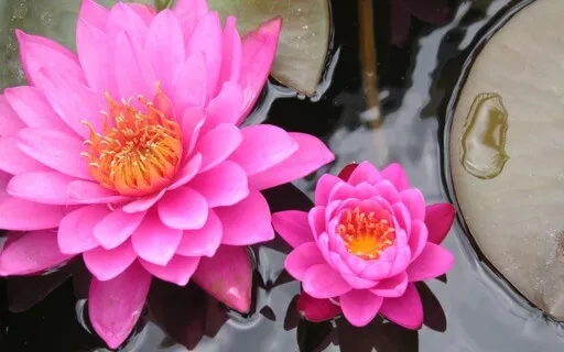 Chanting Namu Myoho Renge Kyō - 5 Minutes - Slow Pace