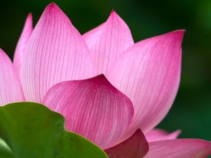 Chanting Namu Myoho Renge Kyo And Om Mani Padme Hum