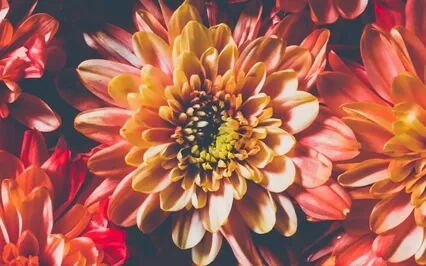 Chanting With The Shruti Box - 8 Minute Meditation