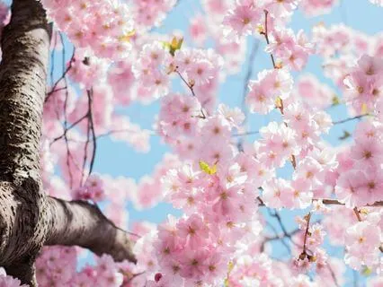 Chapter 17, The Enchanted April By Elizabeth Von Arnim