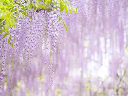 Chapter 2, The Enchanted April By Elizabeth Von Arnim