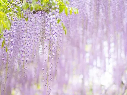 Chapter 9, The Enchanted April By Elizabeth Von Arnim