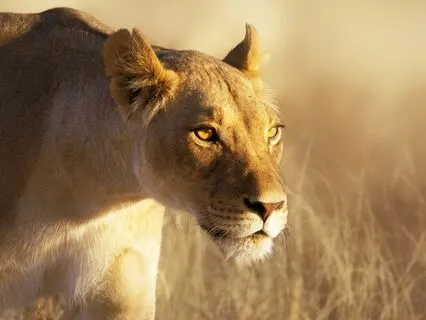 Character Development: Bravery And Bravery Affirmations