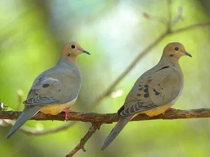 Character Development: Fairness And Affirmations