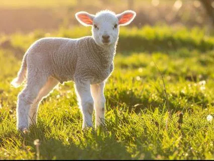 Character Development: Humility And Affirmations