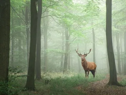 Character Development: Kindness And Kindness Affirmations