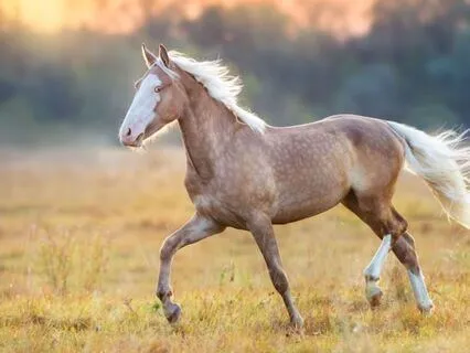 Character Development: Love Of Learning And Affirmations