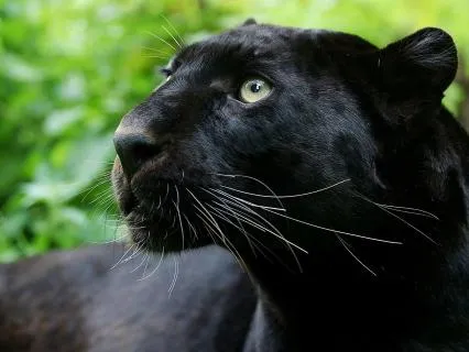 Character Development: Prudence And Affirmations