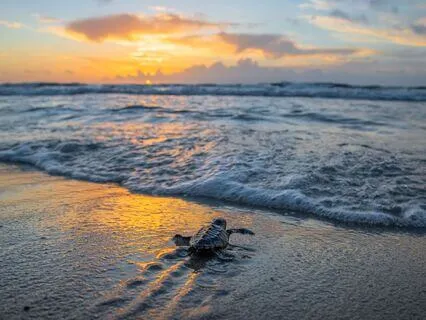 Character Development: Resilience And Res. Affirmations