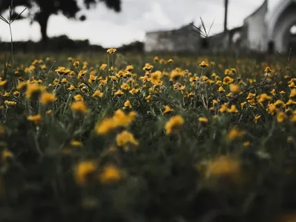 Sharing The One - Peacewood Peacework