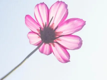 Chasing Happiness Is Not Happiness