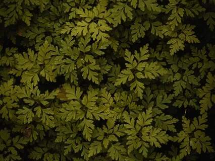 Части Tела (Tехника Джо Диспензы)