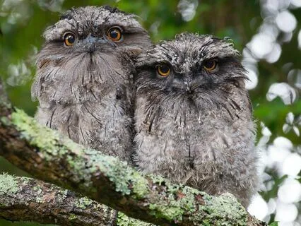 Chats With Susan, A Story About Adoption